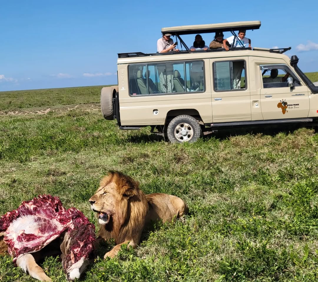 Africa Prince Adventures safari with lion and tourists