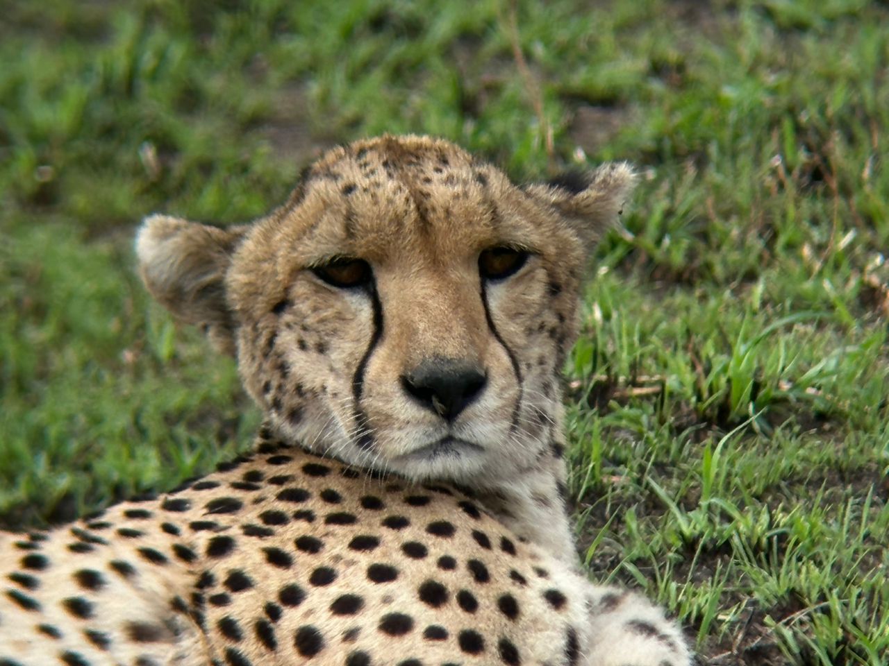 Beautiful cheetah portrait in Tanzania grassland