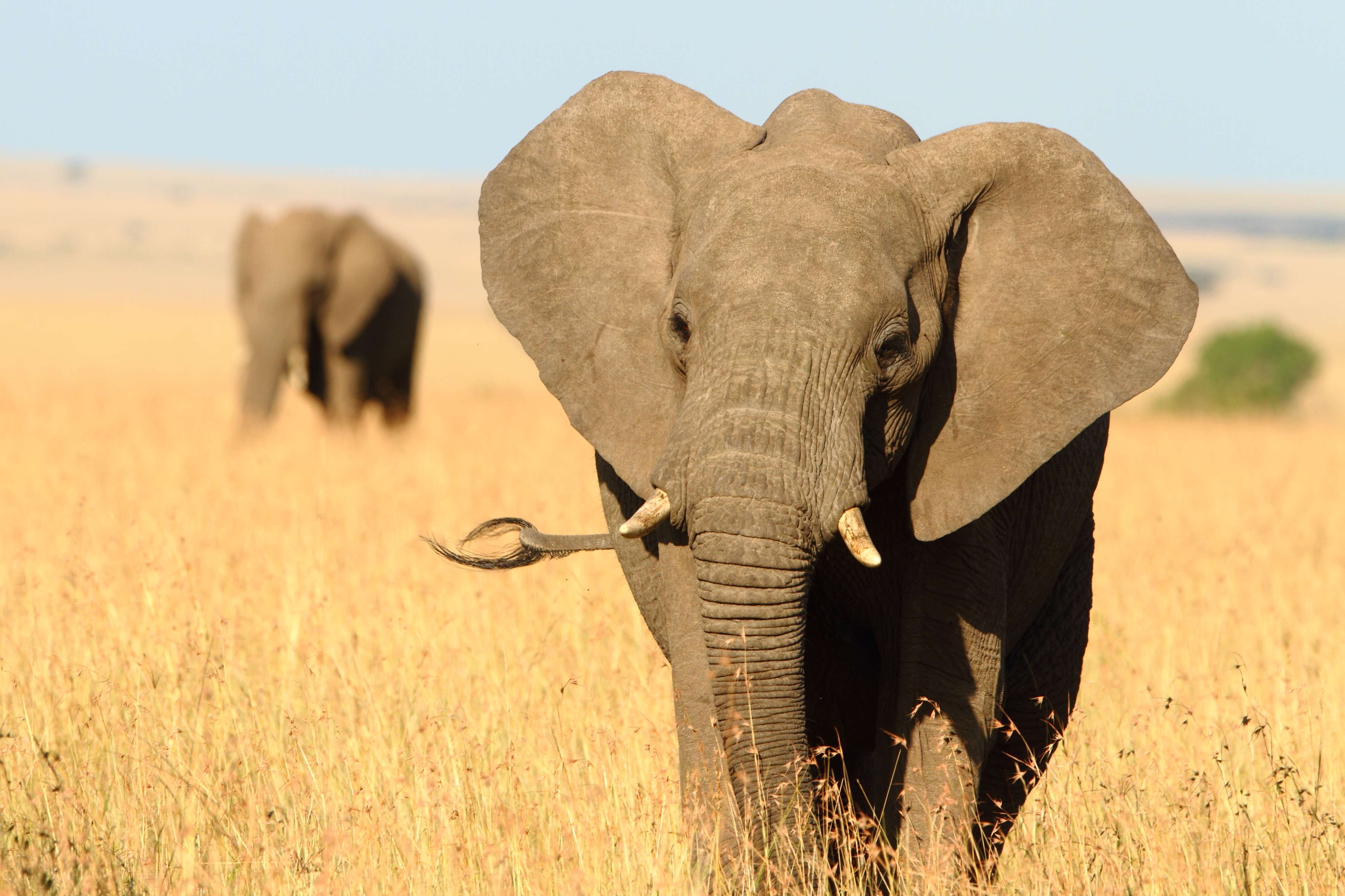 Beautiful elephant with broken fang in Tanzania savanna