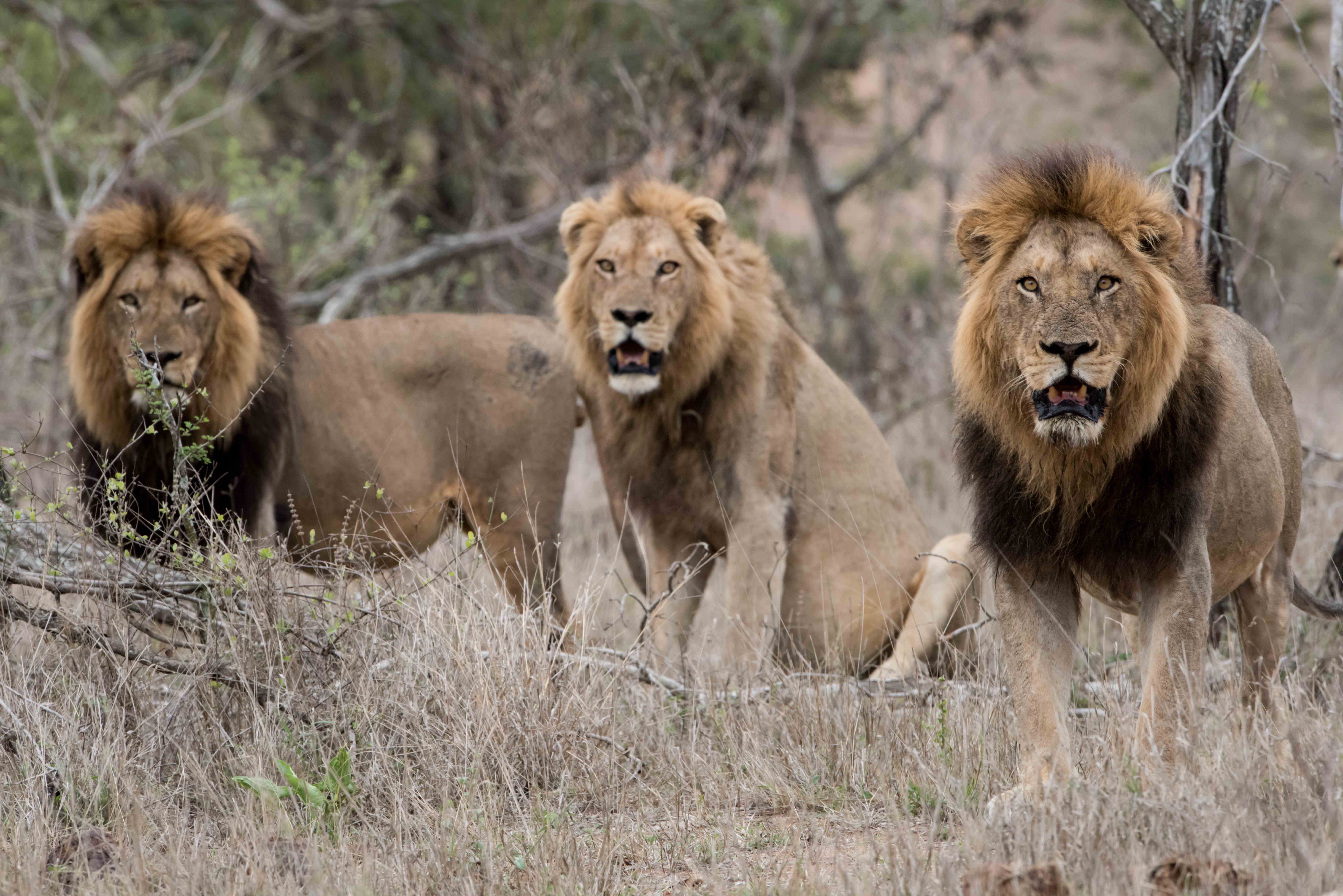 Male lions in bush field with blurred background