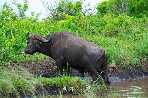 Mikumi National Park
