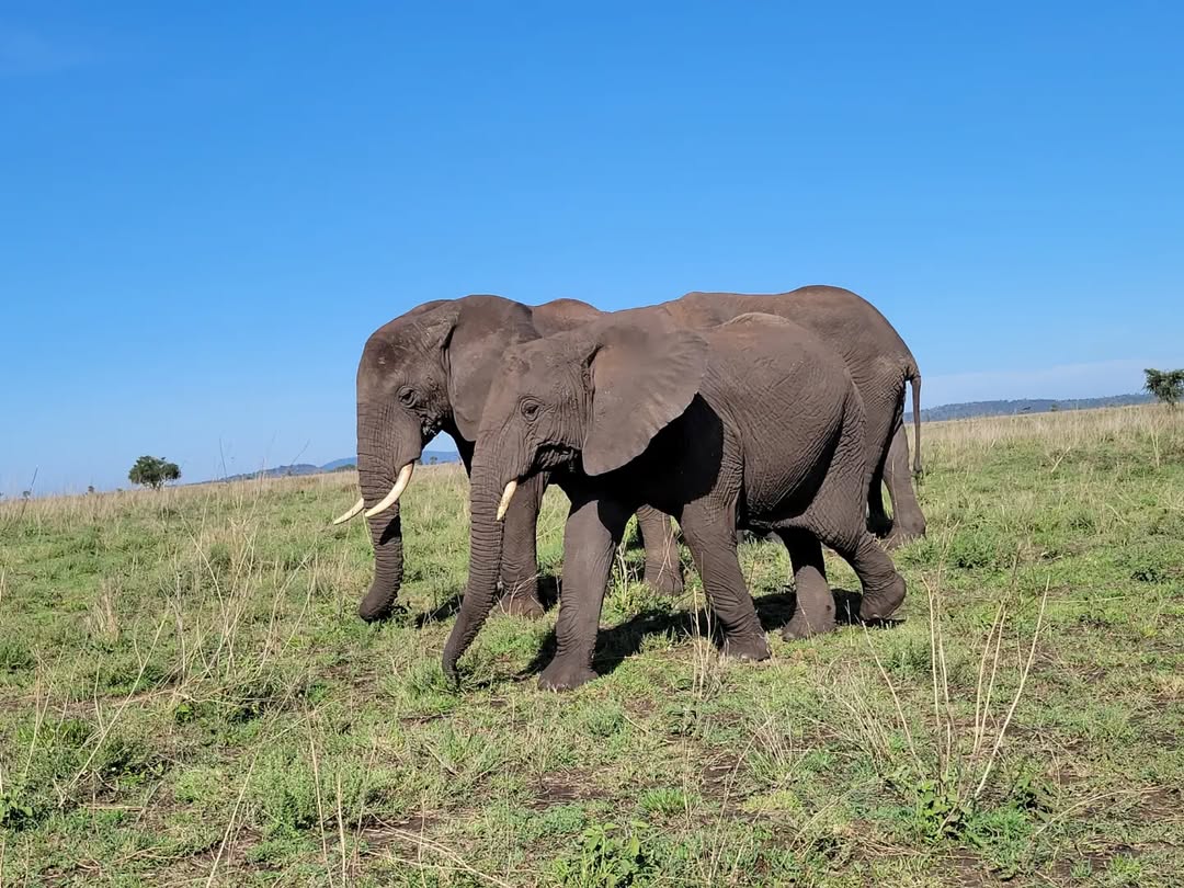 Ngorongoro Crater